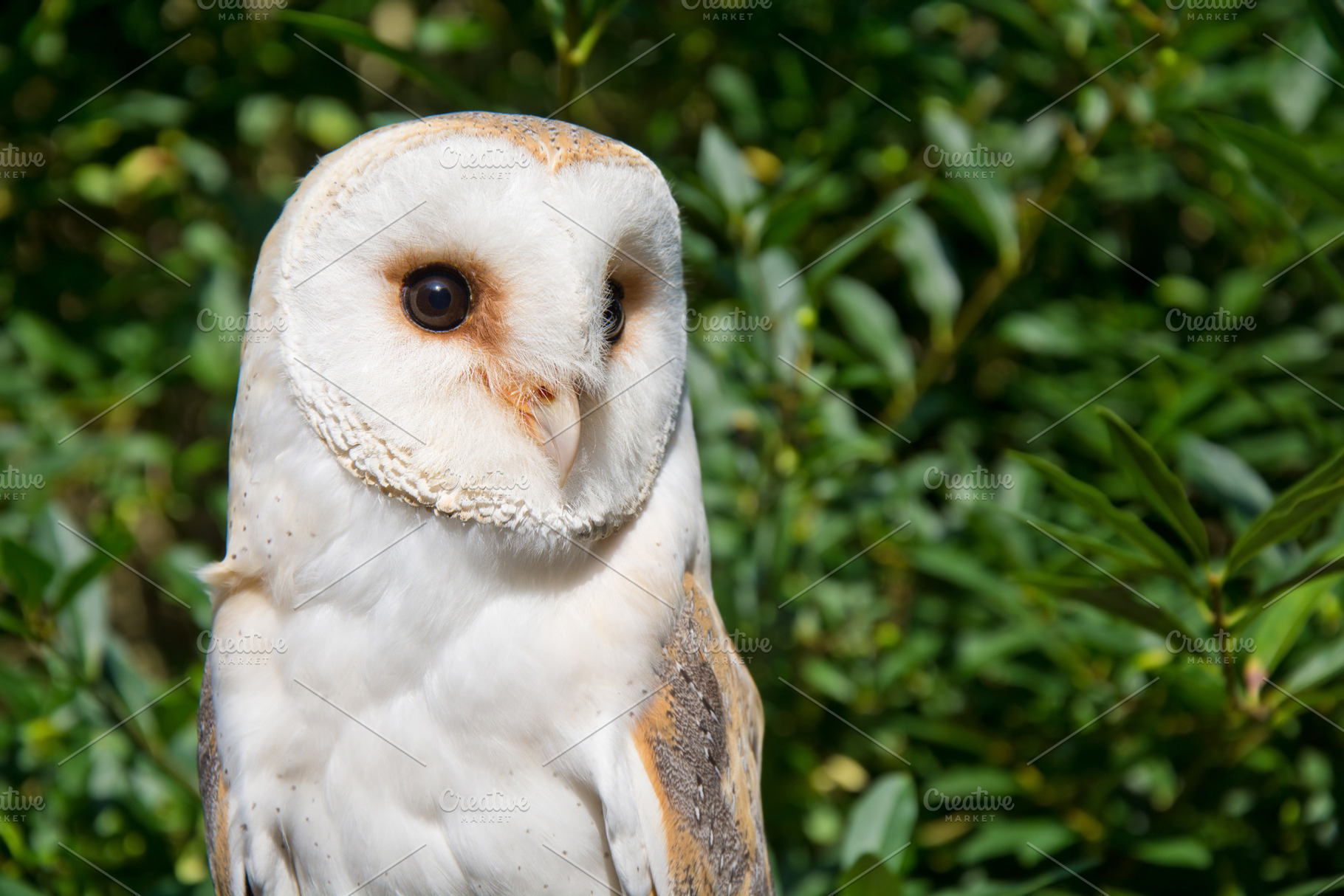 Barn owl portrait., an Animal Photo by Milosz Aniol