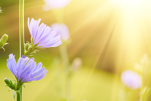 Chicory flower in nature, a Nature Photo by Nature and travel