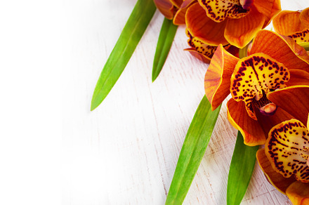 Golden brown orchid on a white vintage background.  Cymbidium, an Abstract Photo by colnihko