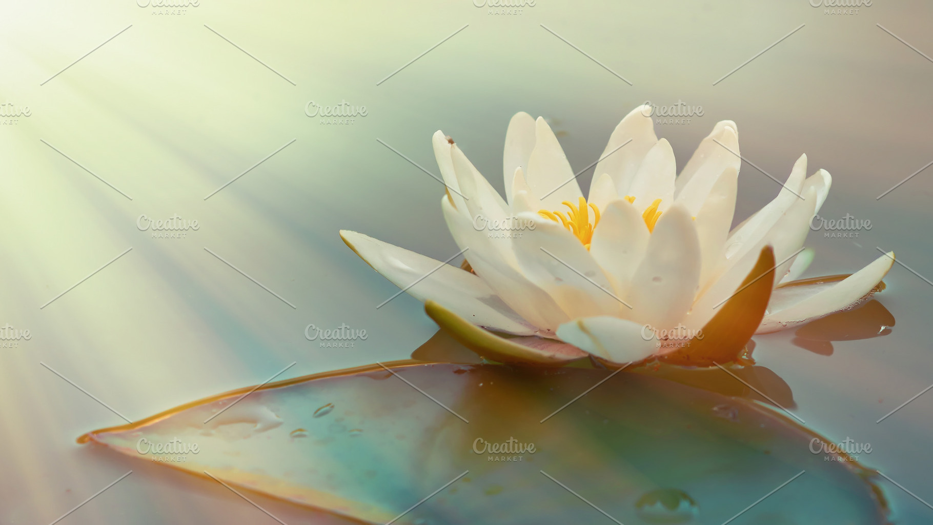Beautiful white lotus flower, a Nature Photo by Vladimir Kazimirov