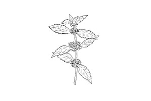 American Wild Mint Plant Drawing