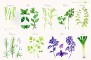 Culinary Herbs. Watercolor Set, a Food Illustration by Tata Pilip (Thumbnail 13 of 14)