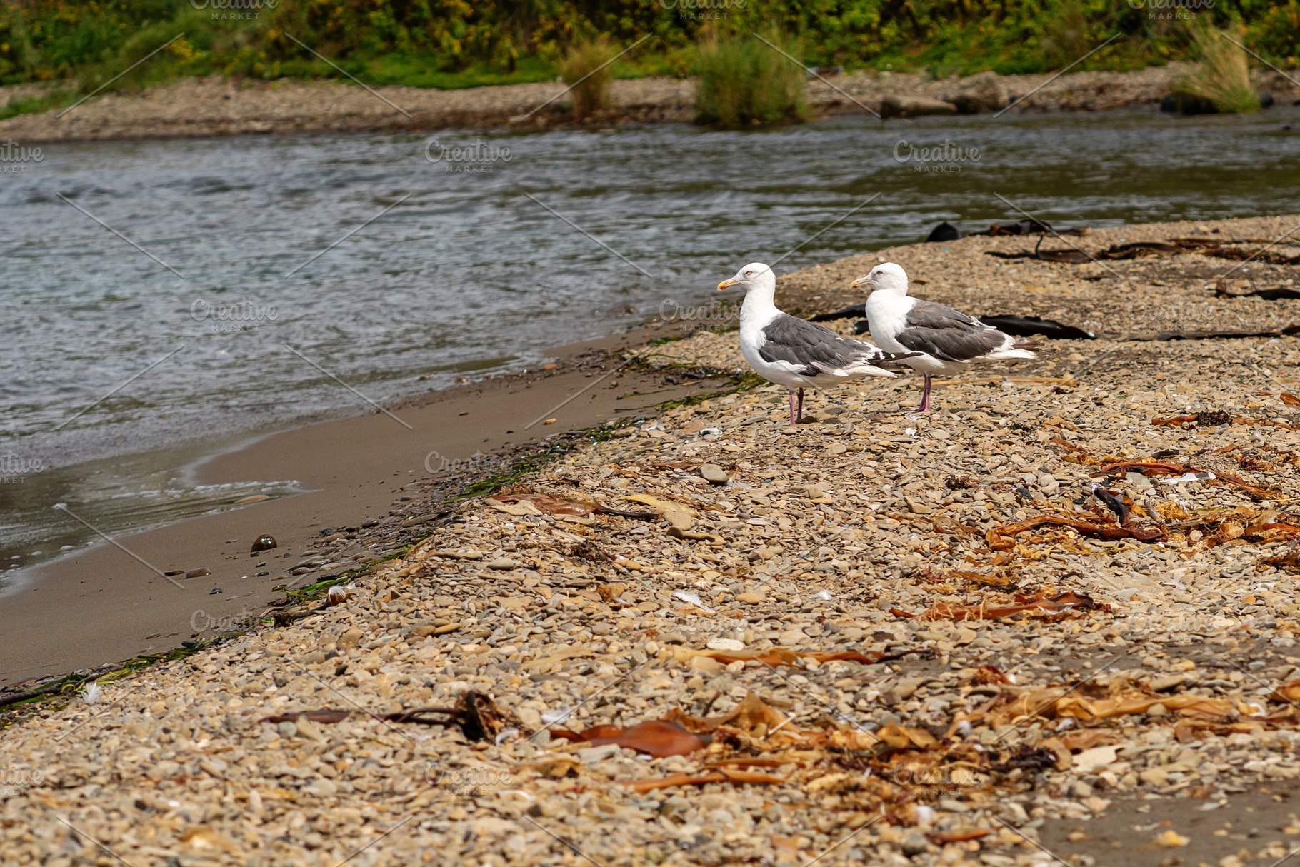 Seagulls by shoreline on rocky beach, an Animal Photo by Elena Vagengeim