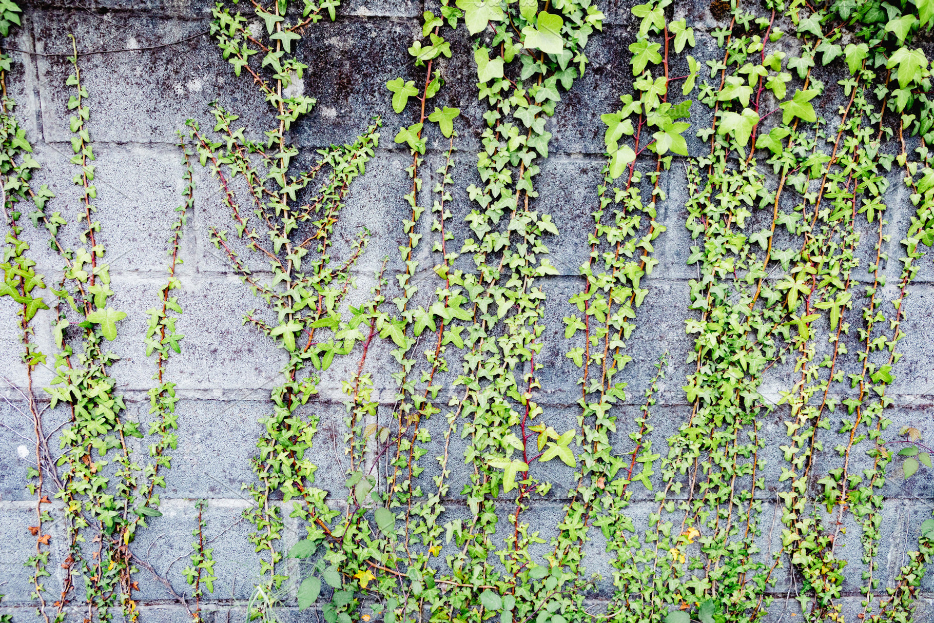 Grey brick wall with plants around, an Abstract Photo by José Manuel Gelpi