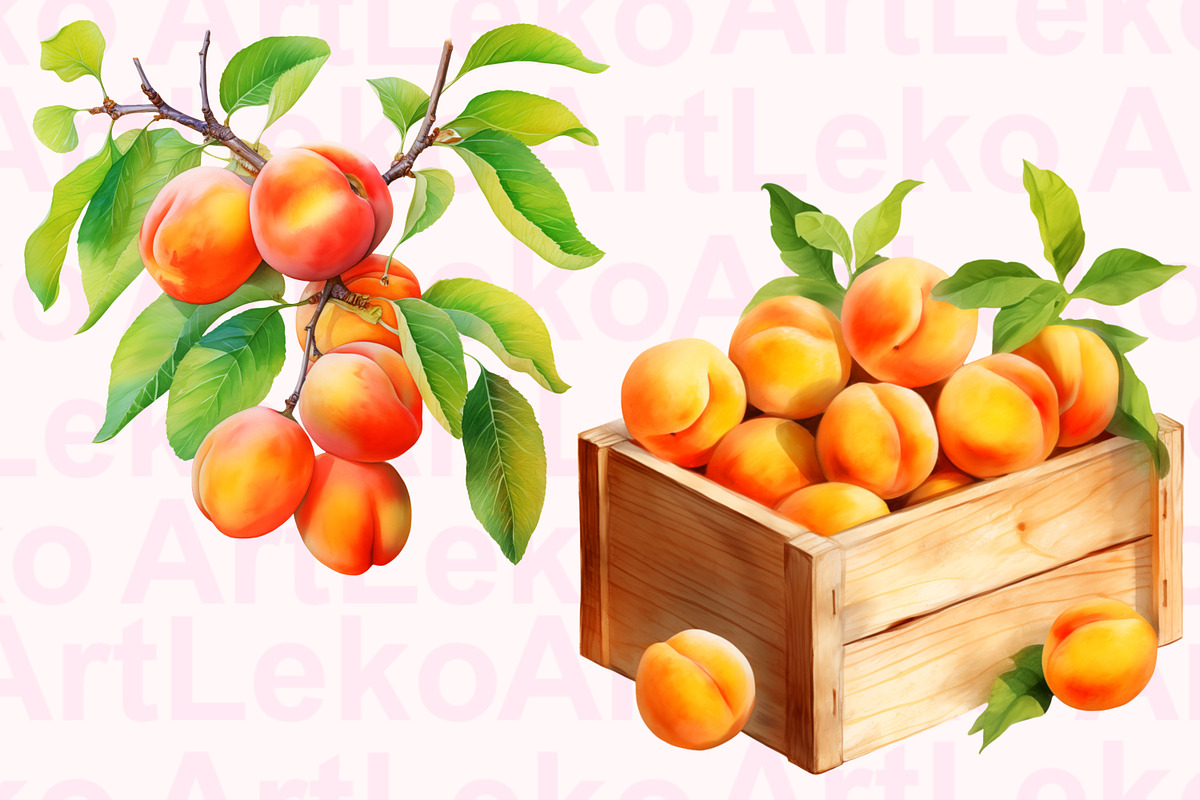 Apricots Watercolor Clipart, a Food Illustration by LekoArt (Photo 5 of 10)