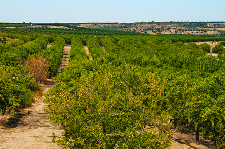 orchard of almond trees in Seros, Catalonia, Spain, a Photo by Nito
