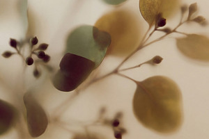 Minimalist Soft Focus Eucalyptus, a Nature Photo by Virgo Studio