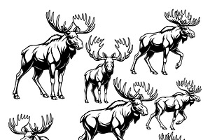 Collection of moose in various pose., an Animal Illustration by yod67