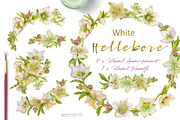 White Hellebore-Floral Clipart, an Illustration by watercolorwild.graphics (Thumbnail 6 of 7)
