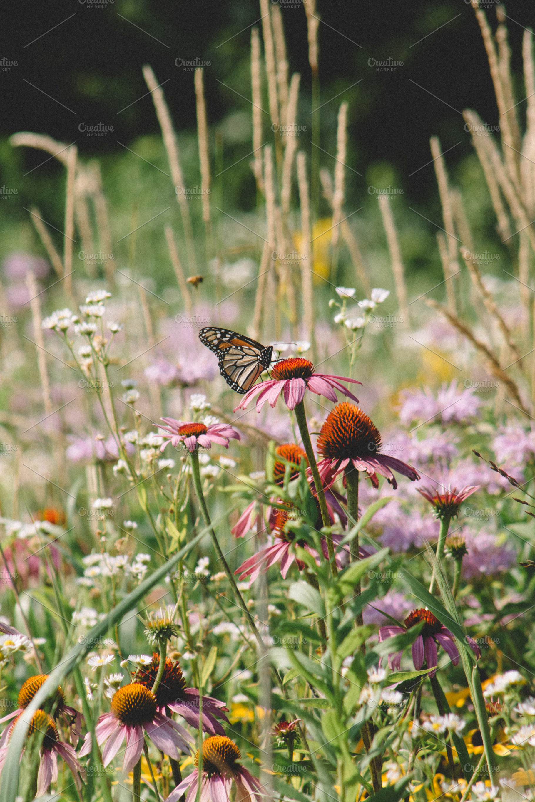 Monarch Butterfly in a Prairie, a Nature Photo by Made by T
