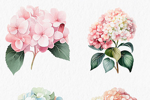 Pink Blue Hydrangea Flower Clipart