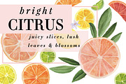 Bright Citrus, a Food Illustration by Instinct Design Co (Thumbnail 1 of 2)