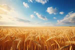 Wheat field with blue sky, a Nature Photo by AlyaAnd