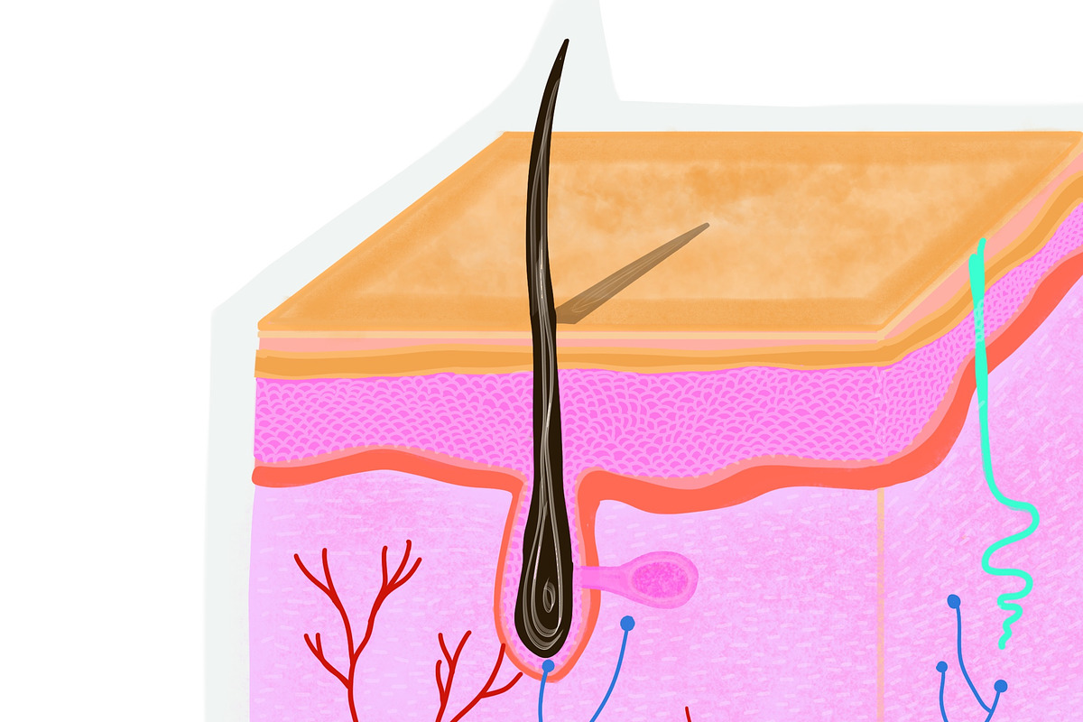 Biology & Anatomy goodnotes stickers, an Education Illustration by Noorist (Photo 27 of 32)