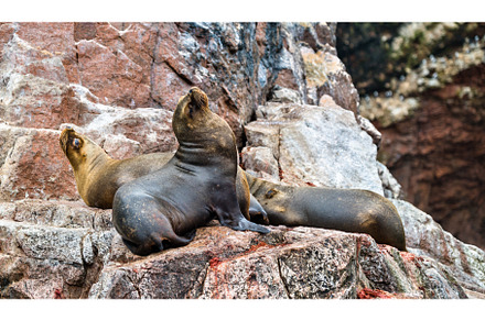Sea lions resting on the stones in, an Animal Photo by Leonid Andronov