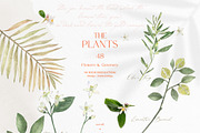 pressed-delicate-wild-meadow, a Decorative Illustration by beehouse studio (Thumbnail 2 of 12)