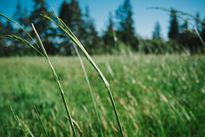 Blades of grass stock photo