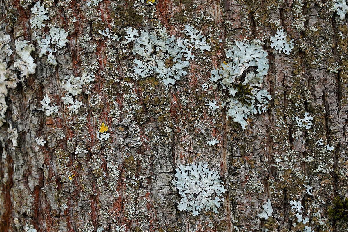 30 Tree Trunk Texture Photos, a Texture Graphic by Bilgep_design (Photo 4 of 16)