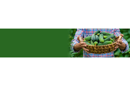 A man holds a harvest of cucumbers, a Food & Drink Photo by yanadjana