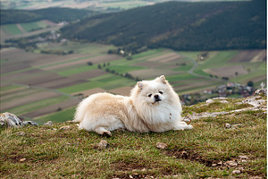 Fluffy Pomeranian dog sitting on a
