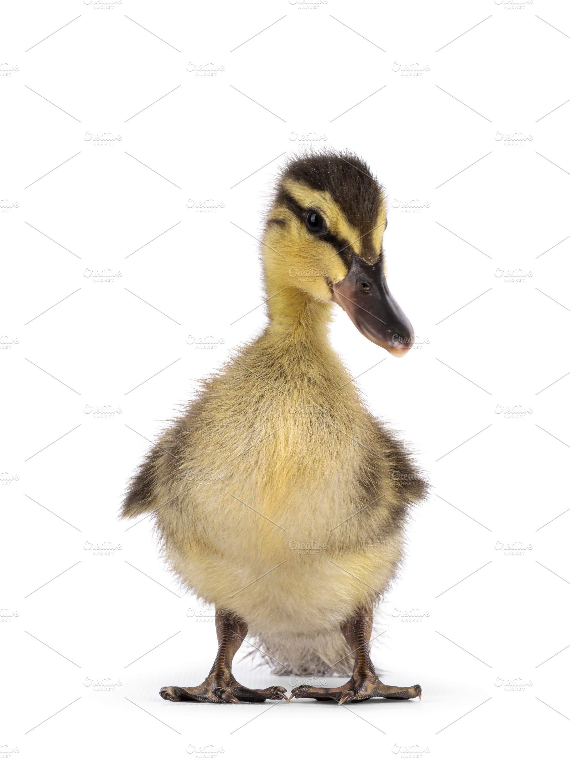 Wild duck duckling on white background, an Animal Photo by Cat'chy Images by Nynke