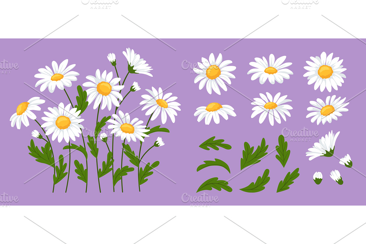 Daisy flowers. Chamomile blossoms, an Object Illustration by winwin.art