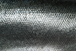 Salmon fish scales grunge texture, a Photo by saiko3p