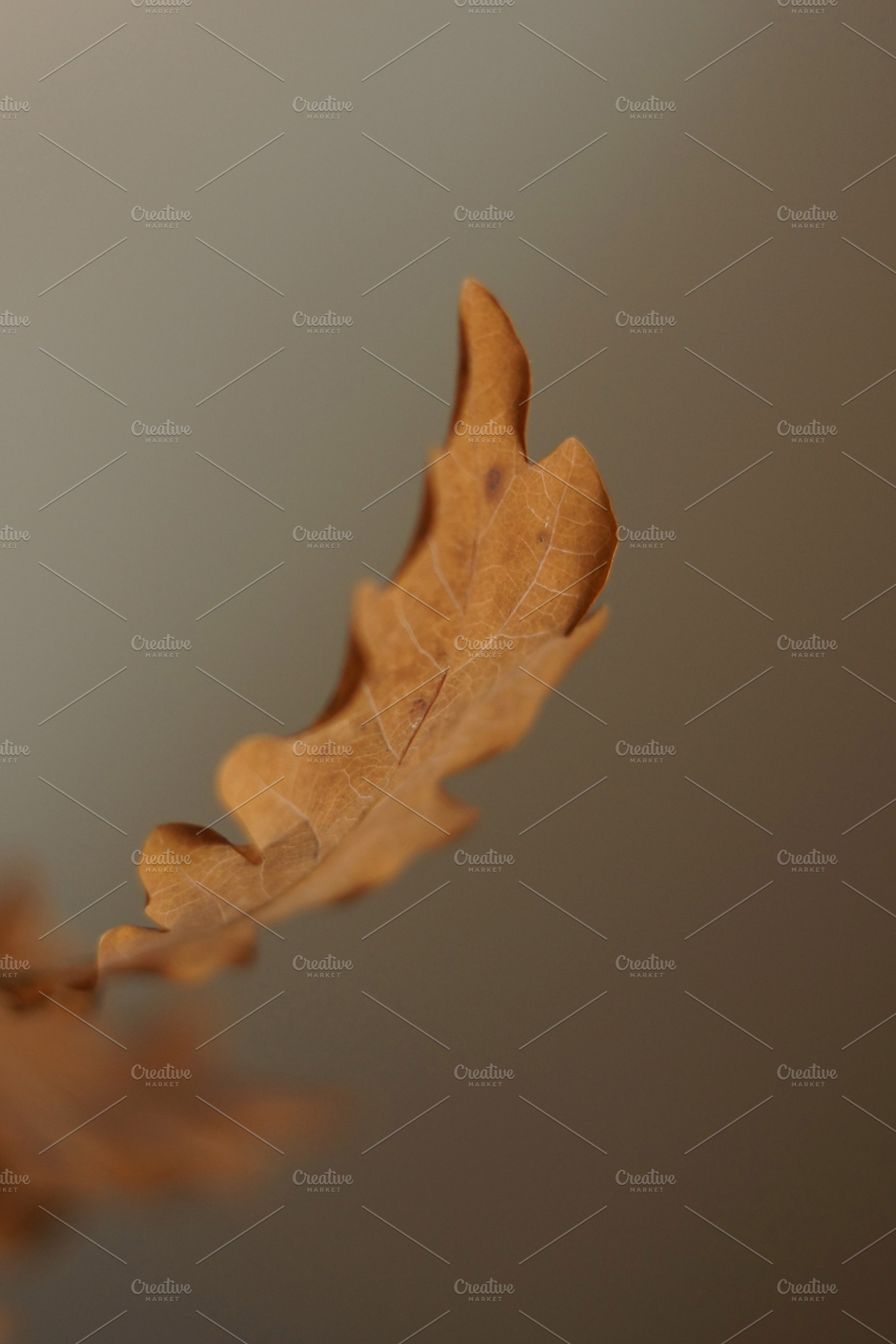 Autumn Leaf Featuring Weather Year And Season