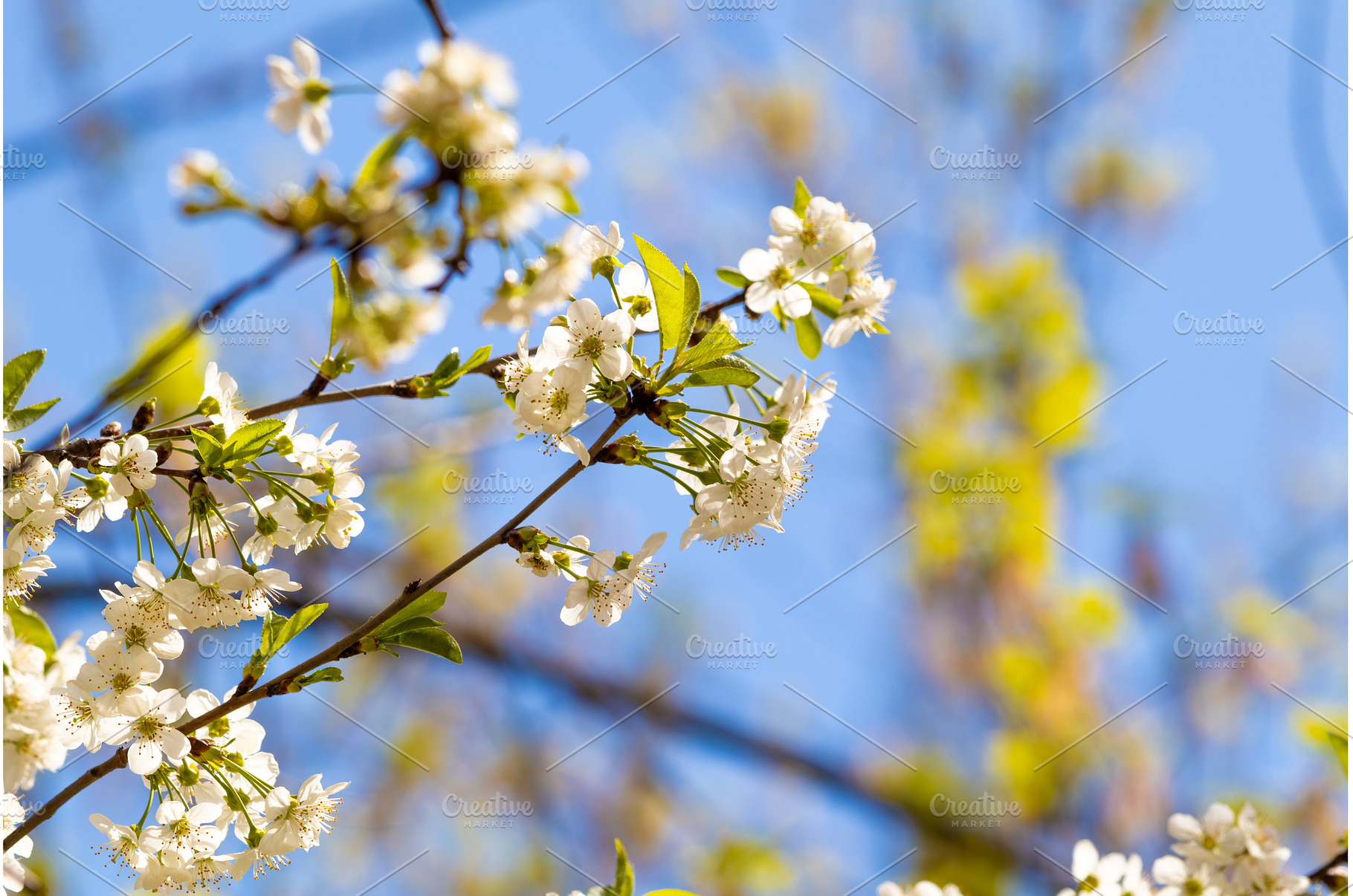 Blooming White Cherry Tree Branches, a Nature Photo by BeOGraphic