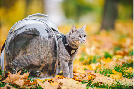 Gray cat in backpack with porthole