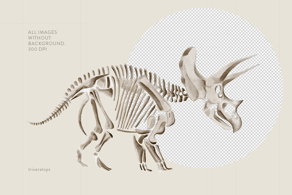 Dinosaur Skeletons Clip Art, an Illustration by Alena Sid (Photo 5 of 13)