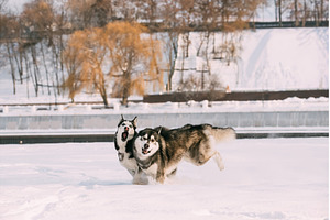 Funny Happy Siberian Husky Dog, an Animal Photo by Our Amazing World