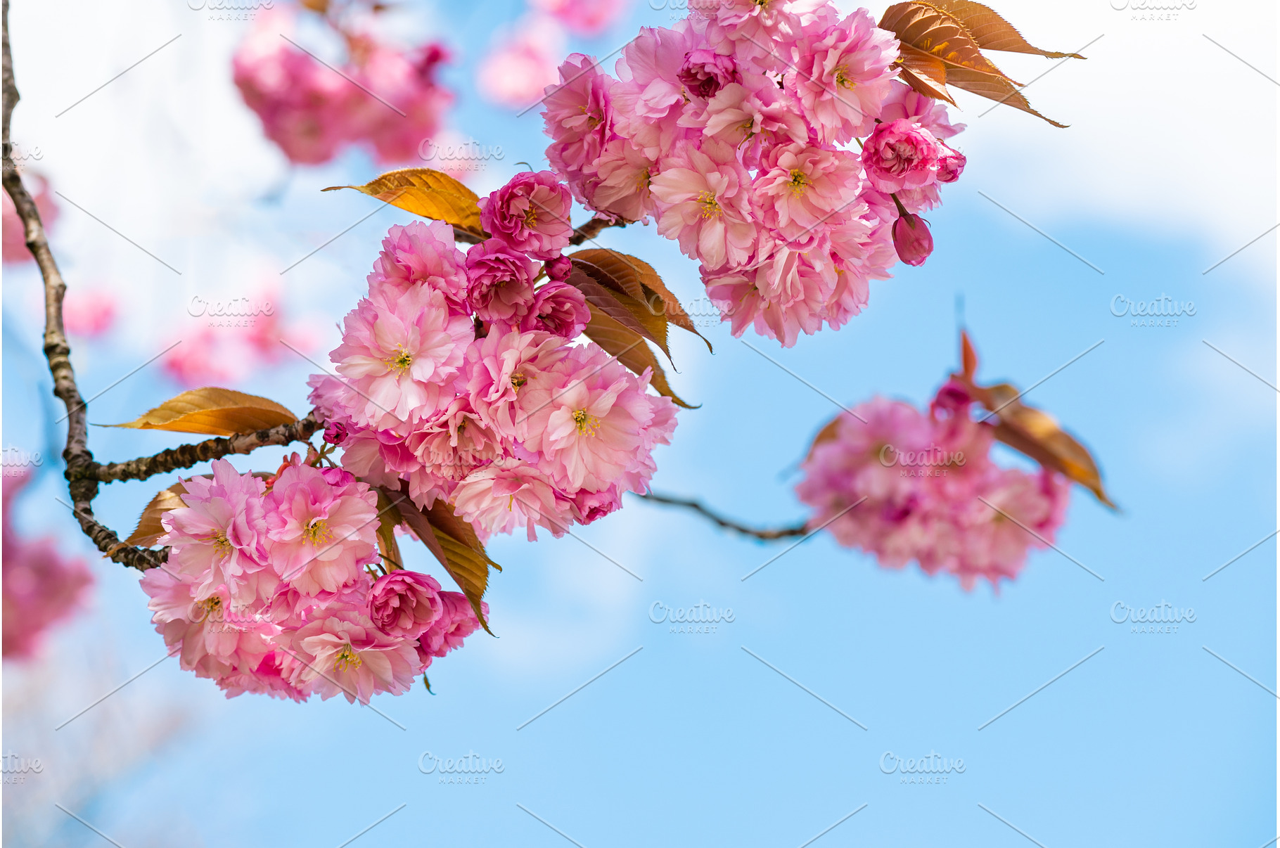 Sakura flowers, cherry blossom, a Nature Photo by MAnuta