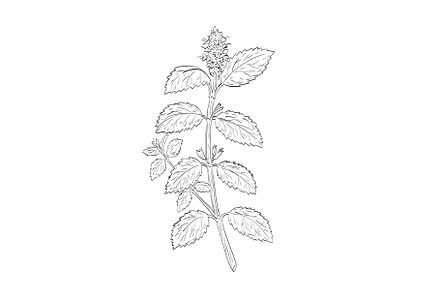 Lemon Balm or Melissa Officinalis