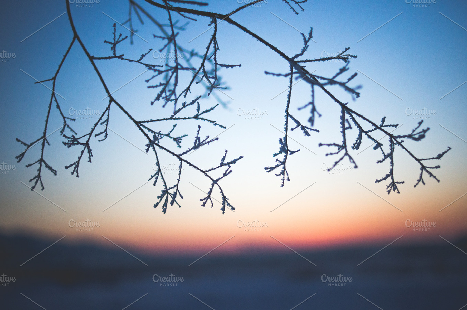 Morning Sky - Frozen Branch, an Abstract Photo by Zibloidix