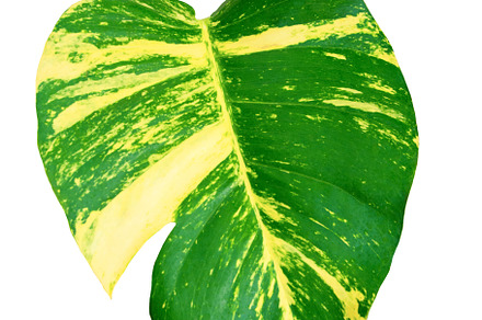 Monstera Variegated Leaf Isolated.