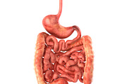 Human internal organs, a Characters & Person 3D Model by konstantin.ermolaev (Thumbnail 24 of 46)