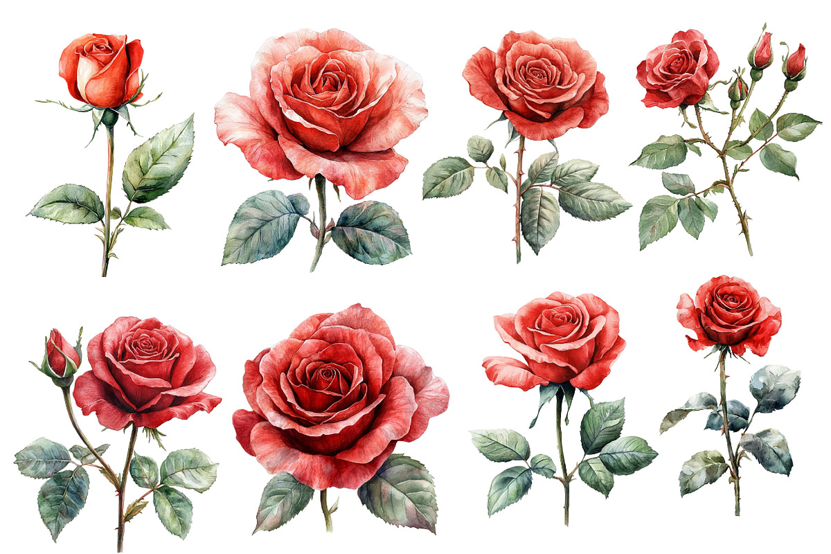 Watercolor Red Rose Clipart, an Illustration by Designworld (Photo 3 of 4)