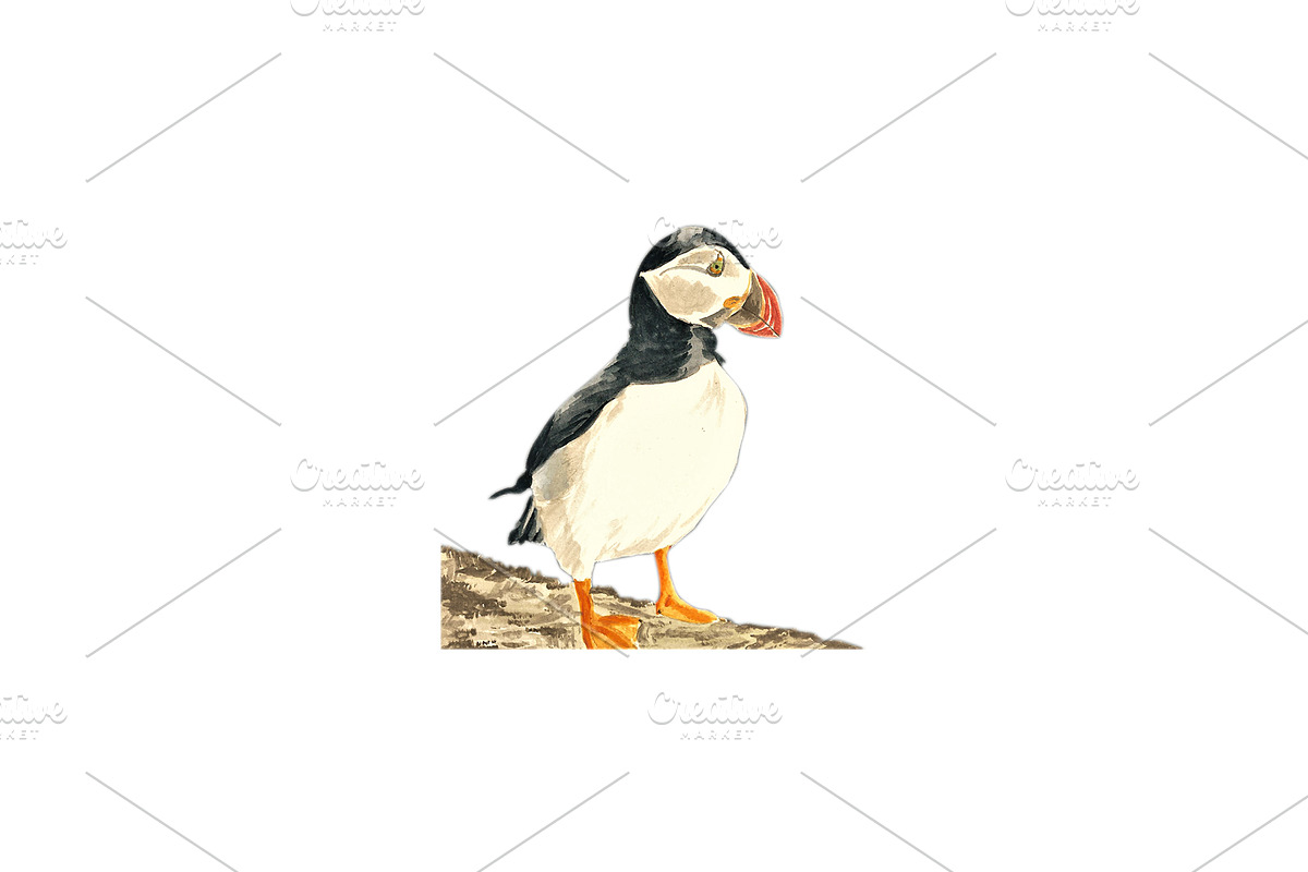 Puffins Seabird  paintings clipart, an Illustration by Doggy Days (Photo 2 of 6)