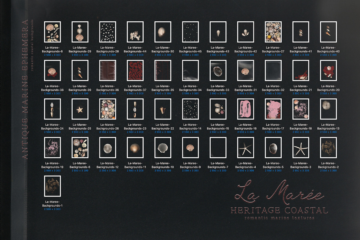 La Maree — Coastal Ephemera, a Background Graphic by nadispasibenko (Photo 8 of 9)