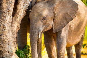 Baby Elephant in Africa, an Animal Photo by THP Creative