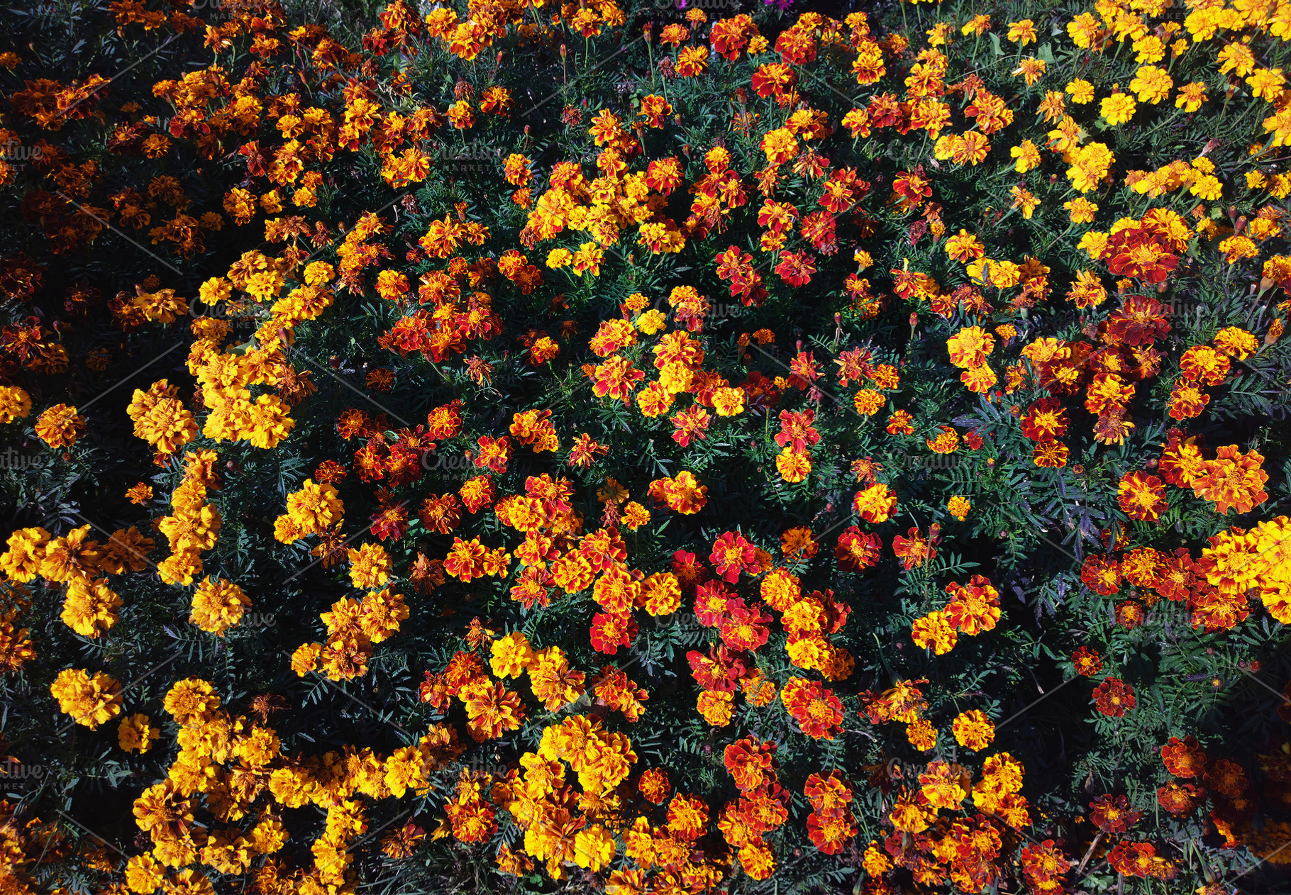 Autumn orange flowers in garden background, a Nature Photo by RETROWAVE '88
