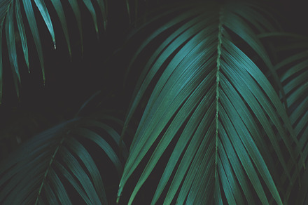 Tropical palm leaves portrait featuring summer vibes, photo, and nature