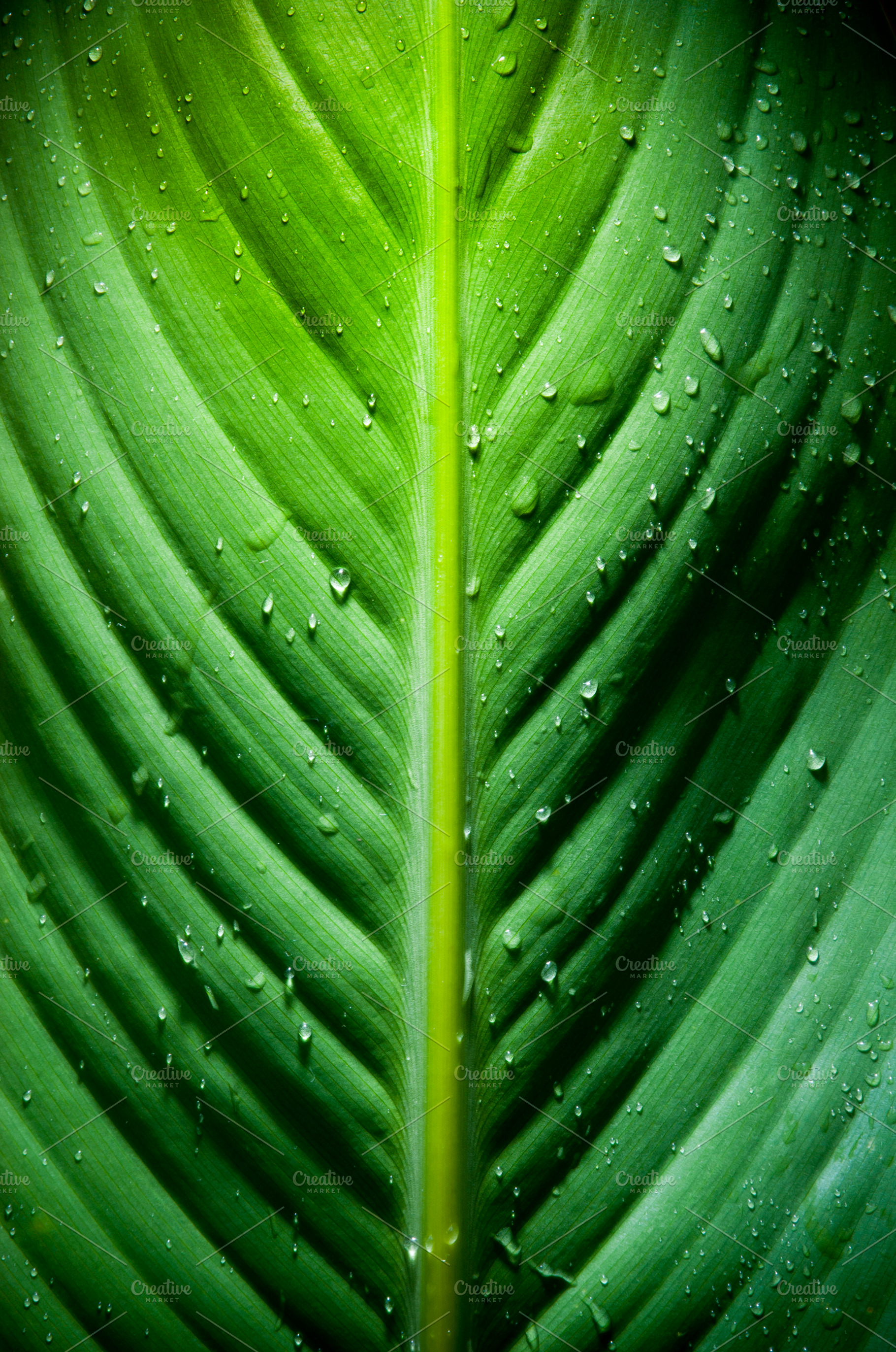 Dramatic Green Leaf Detail, a Nature Photo by THP Creative