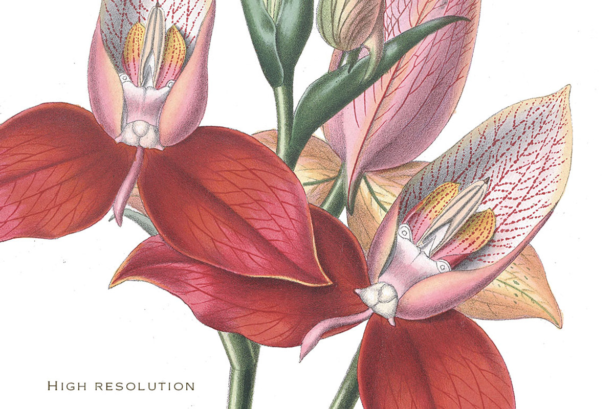 Botanical Flowers vol.1, an Illustration by BlackBird Foundry (Photo 3 of 3)