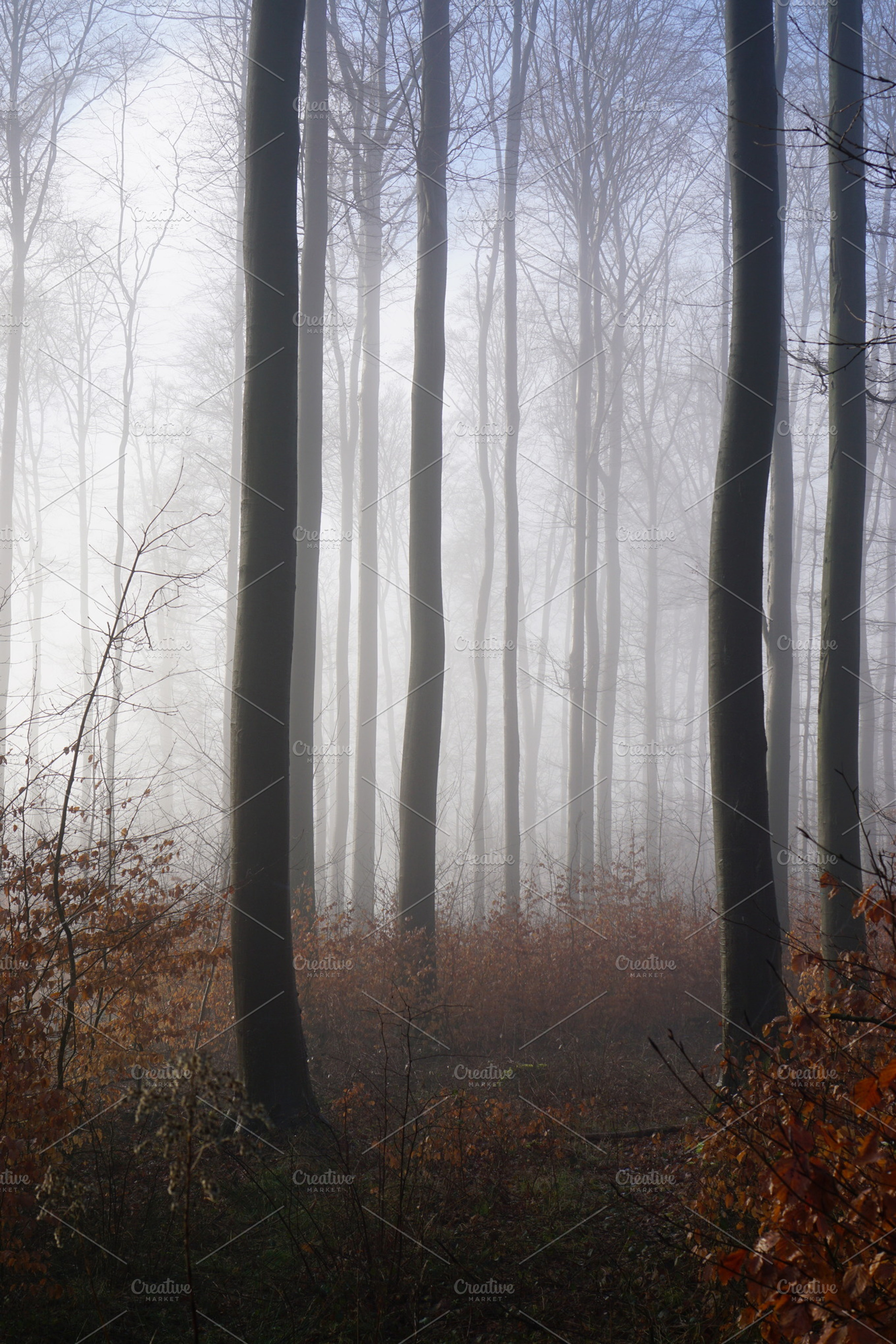 Fog & trees stock photo containing nature and fog, a Nature Photo by ateliervonau