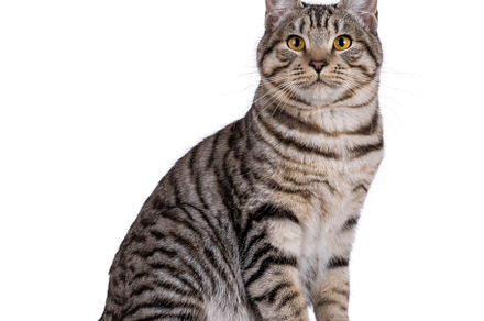 Kurilian Bobtail cat on white