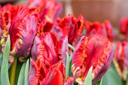 Pink Hyacinth Flower In Full Bloom preview 6