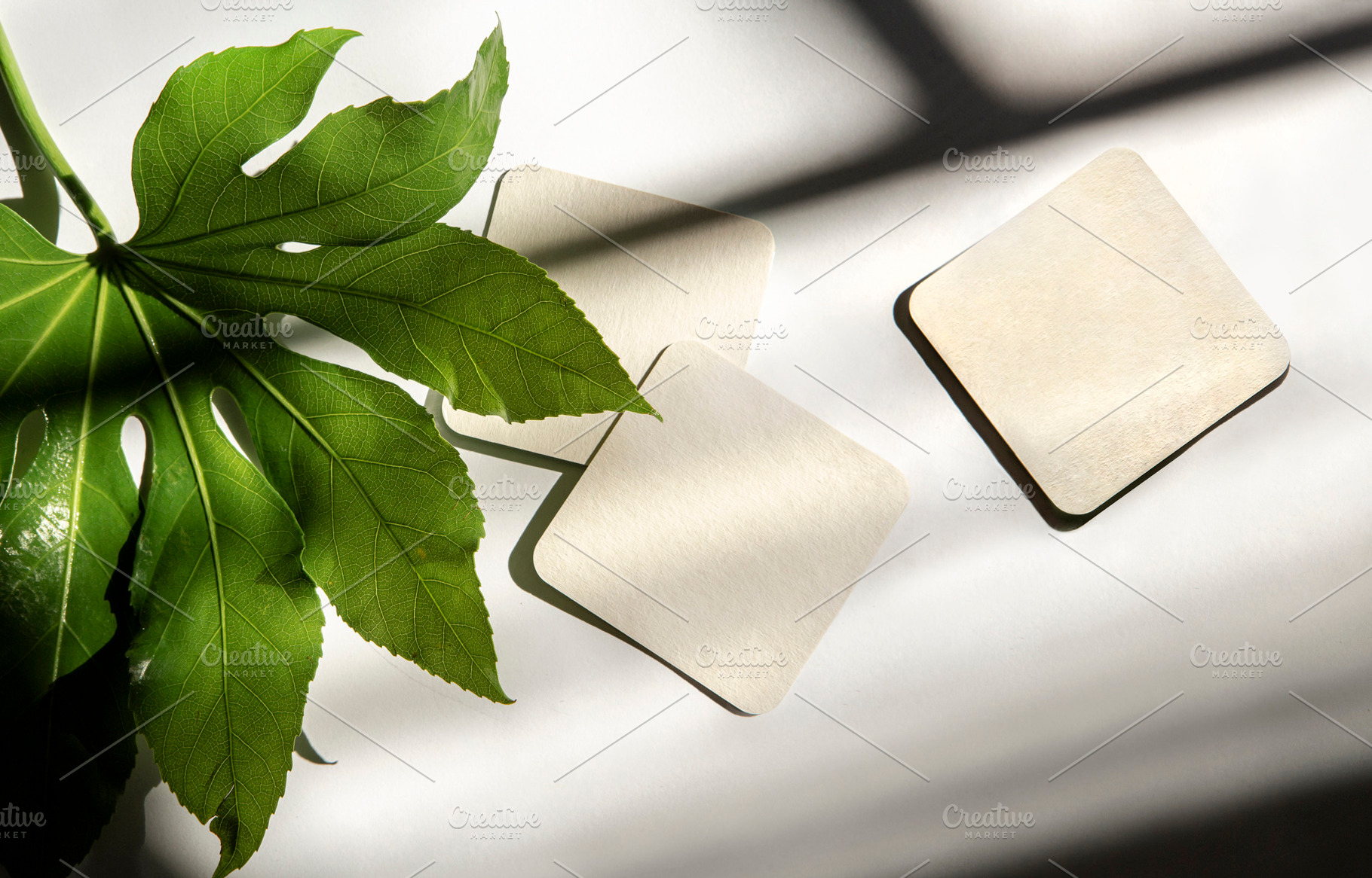 coasters with shadows and a plant, a Photo by UN-BRANDED