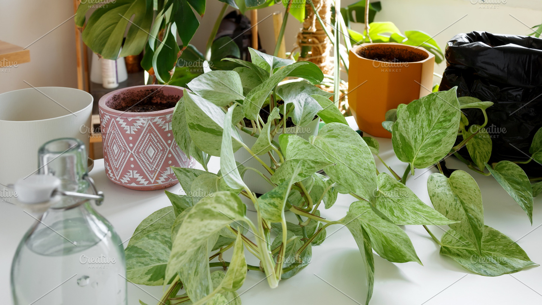 Indoor plant recovery scene with table full of houseplants and assorted care to, a Photo by matucha
